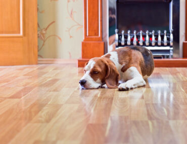 The dog has a rest on wooden to a floor near to a fireplace
